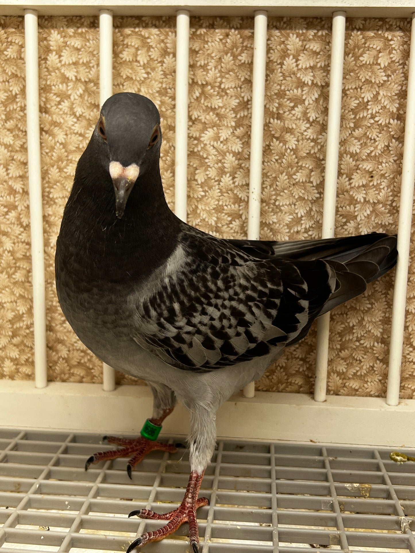 Racing Pigeon (8686)