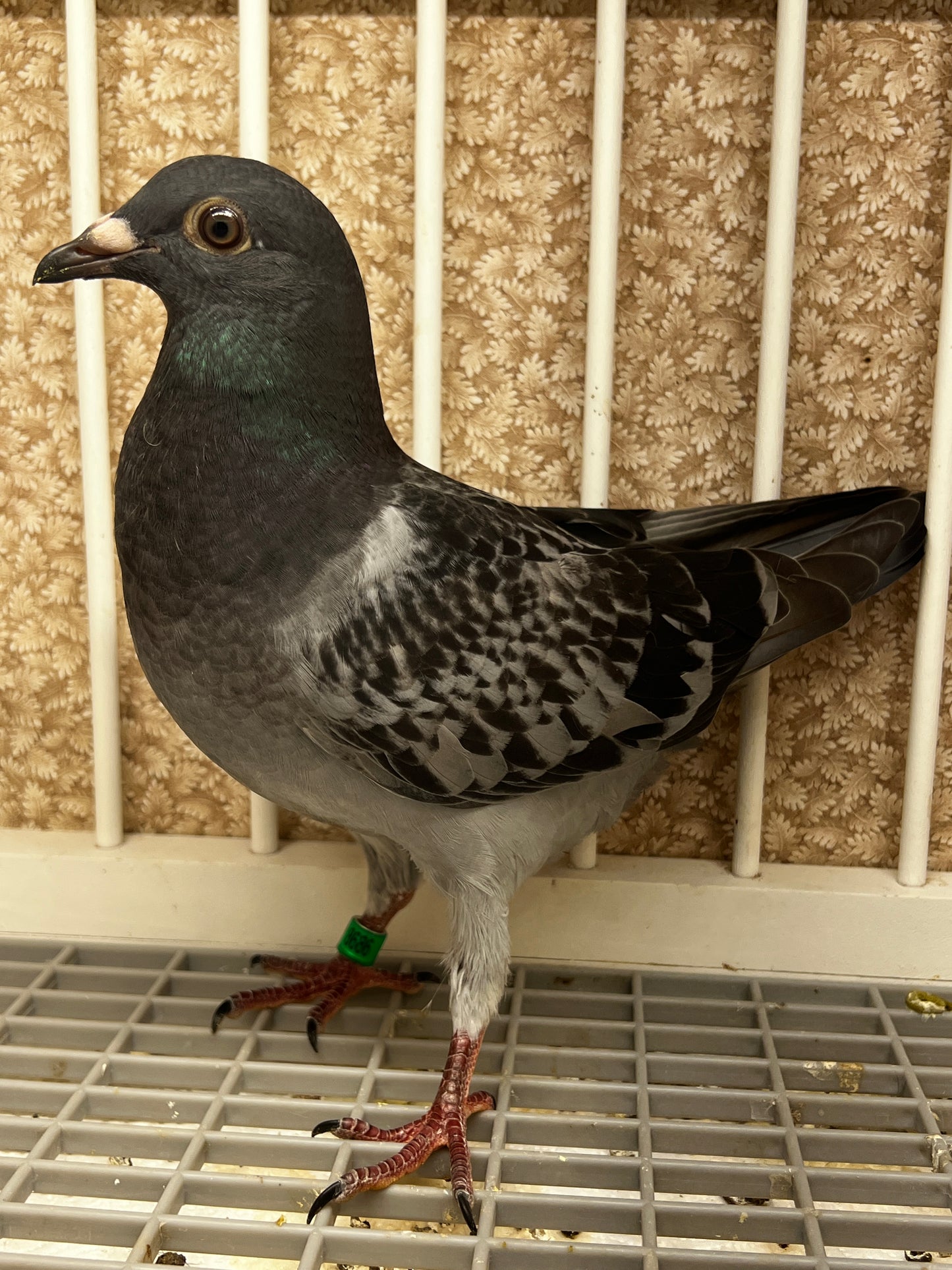 Racing Pigeon (8686)