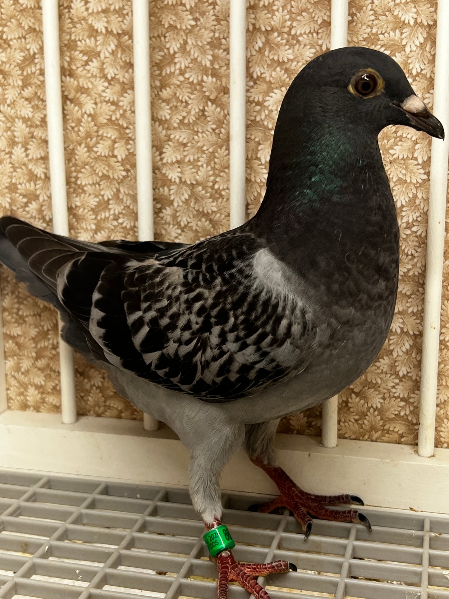 Racing Pigeon (8686)