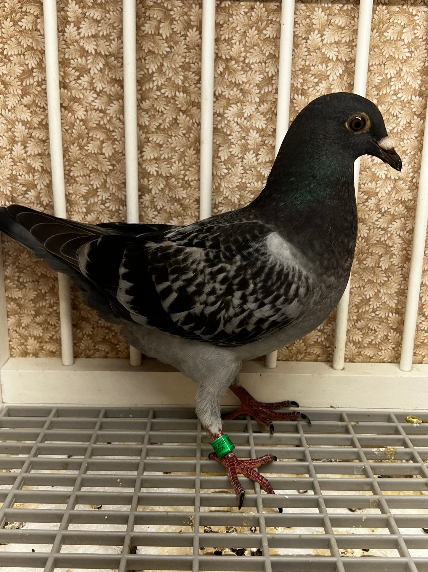 Racing Pigeon (8686)