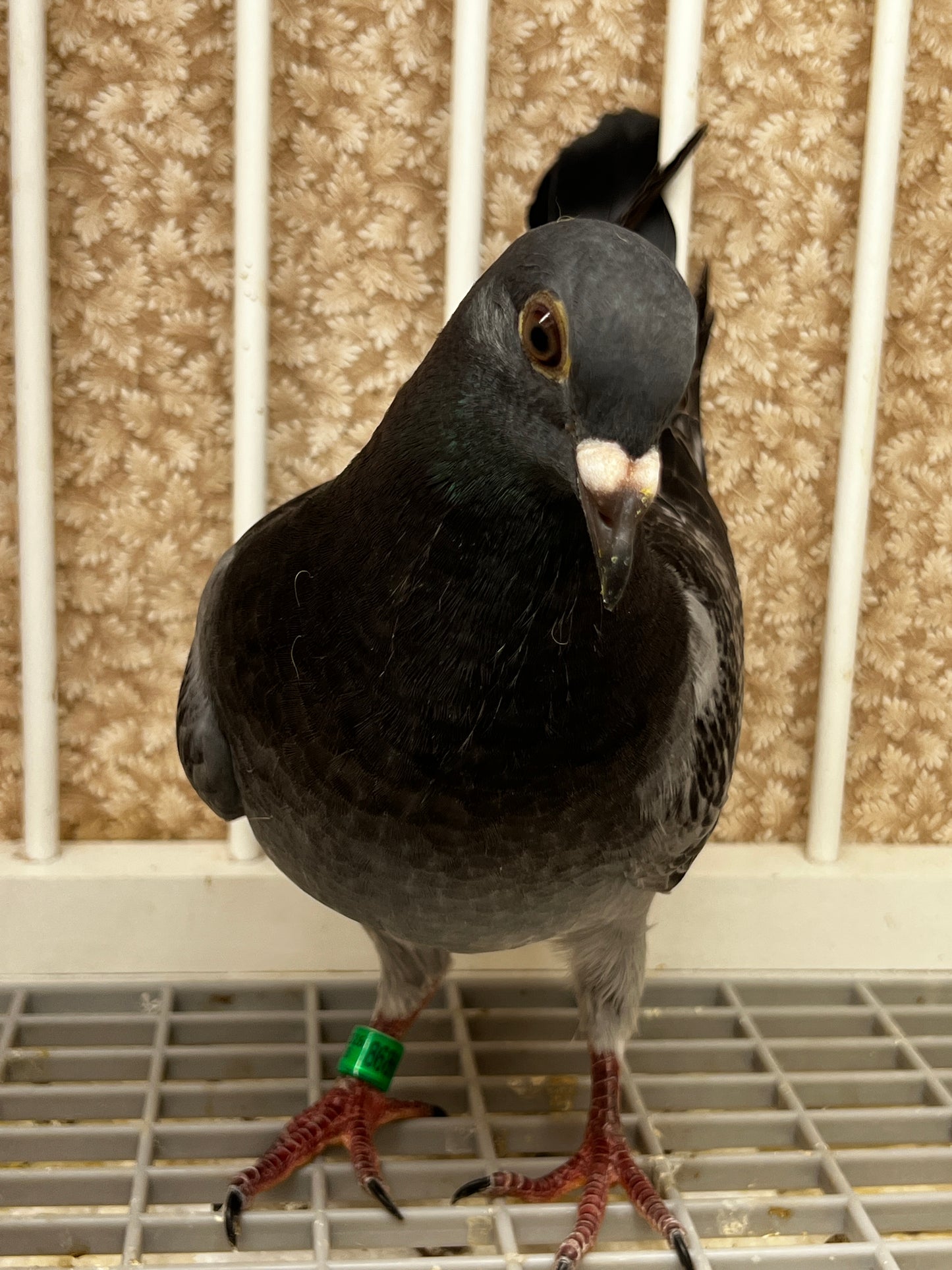 Racing Pigeon (8686)