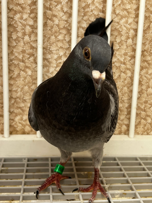 Racing Pigeon (8686)
