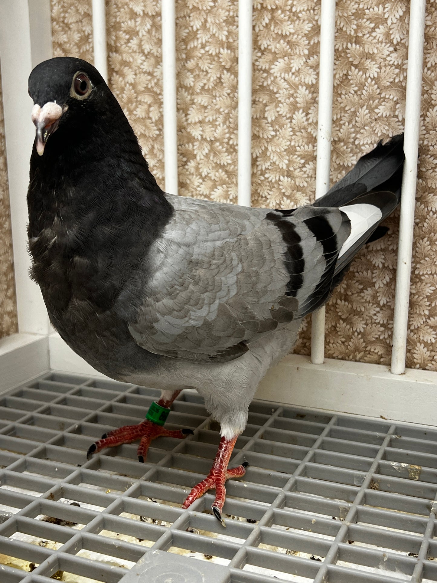 Racing Pigeon (8684)