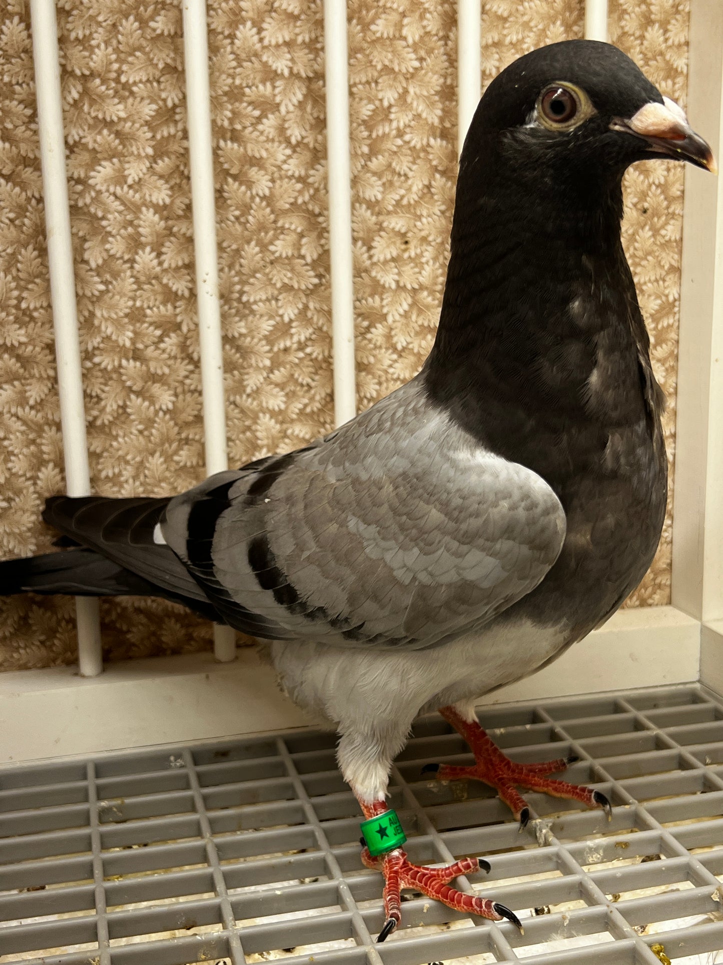 Racing Pigeon (8684)