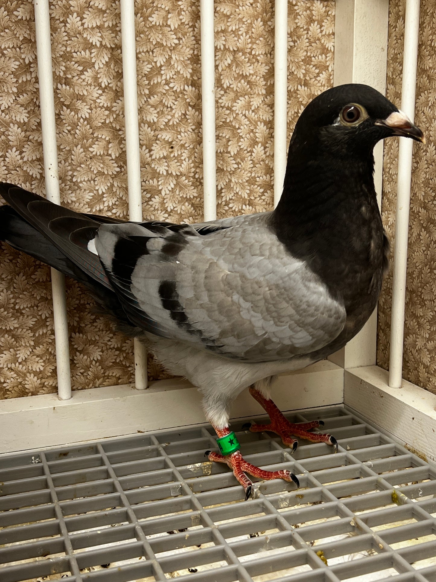 Racing Pigeon (8684)