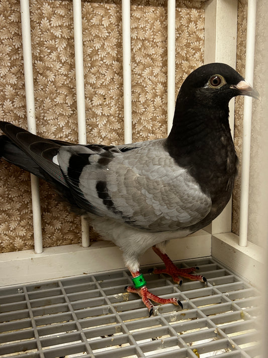 Racing Pigeon (8684)