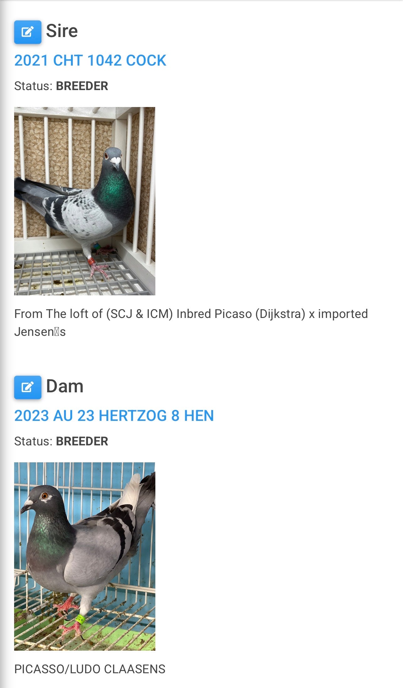 Racing Pigeon (8685)