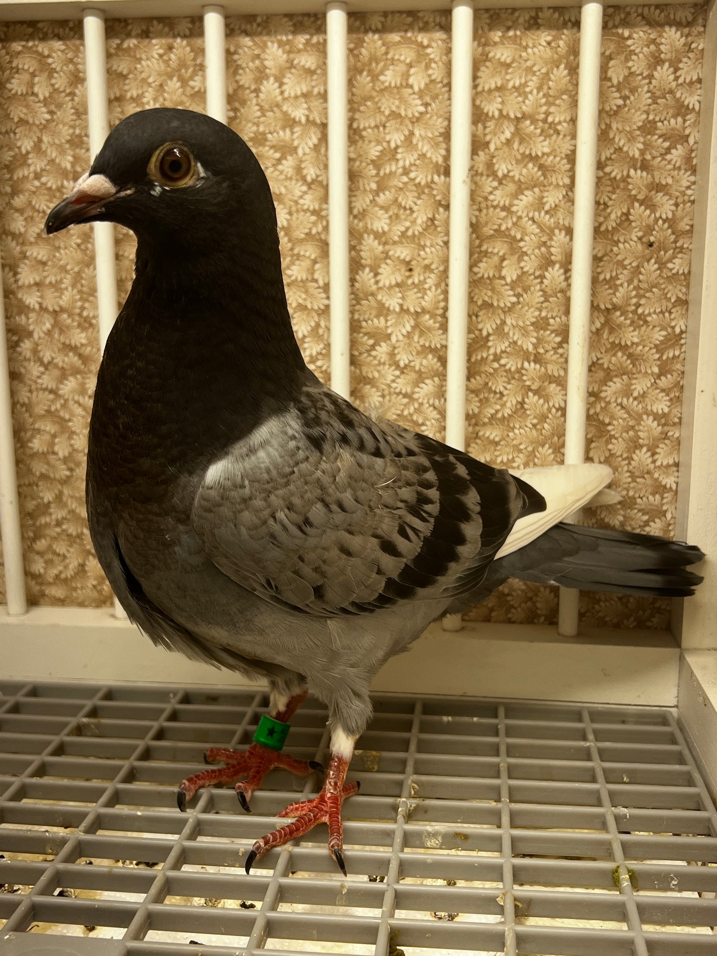 Racing Pigeon (8685)