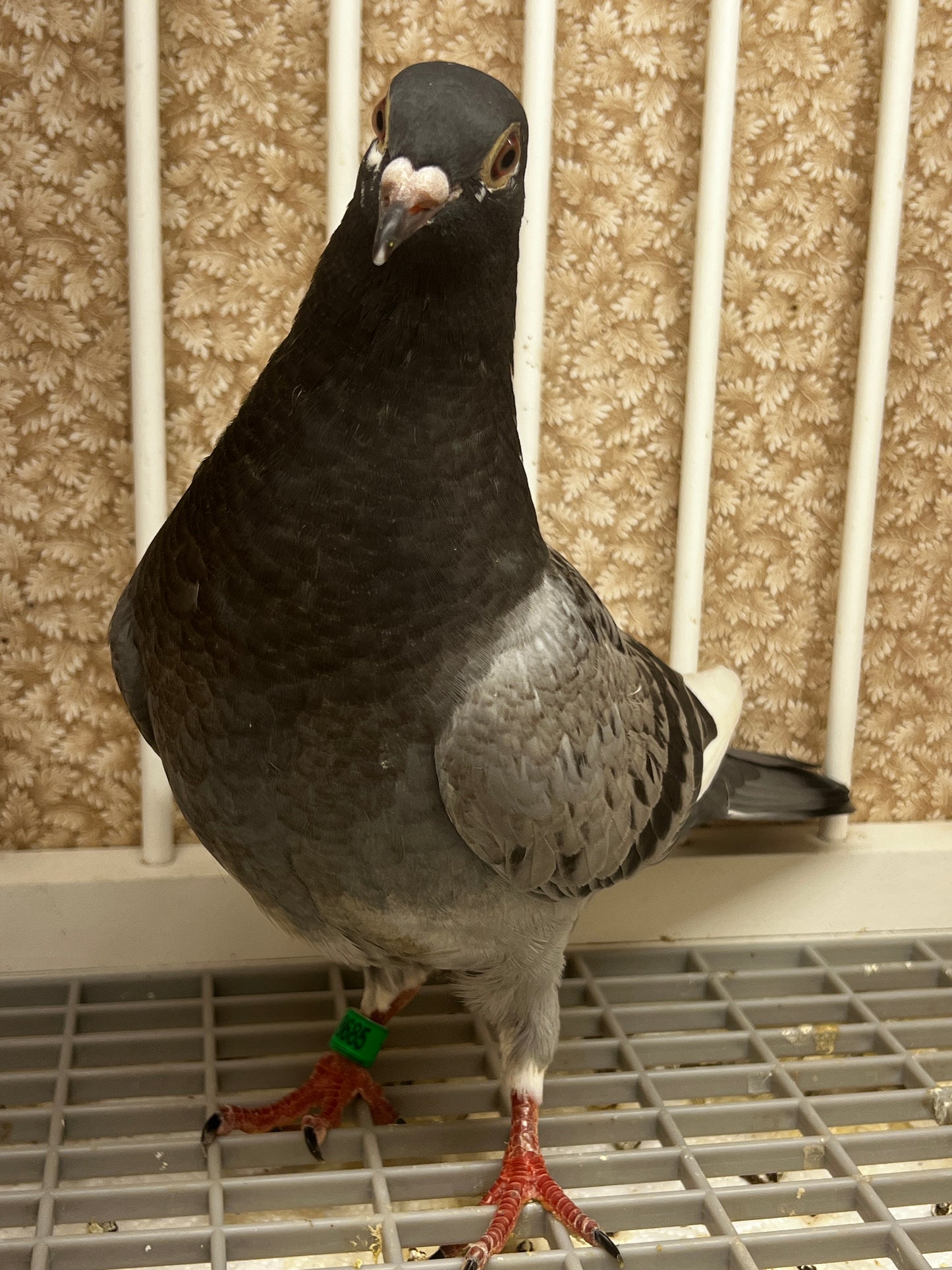 Racing Pigeon (8685)