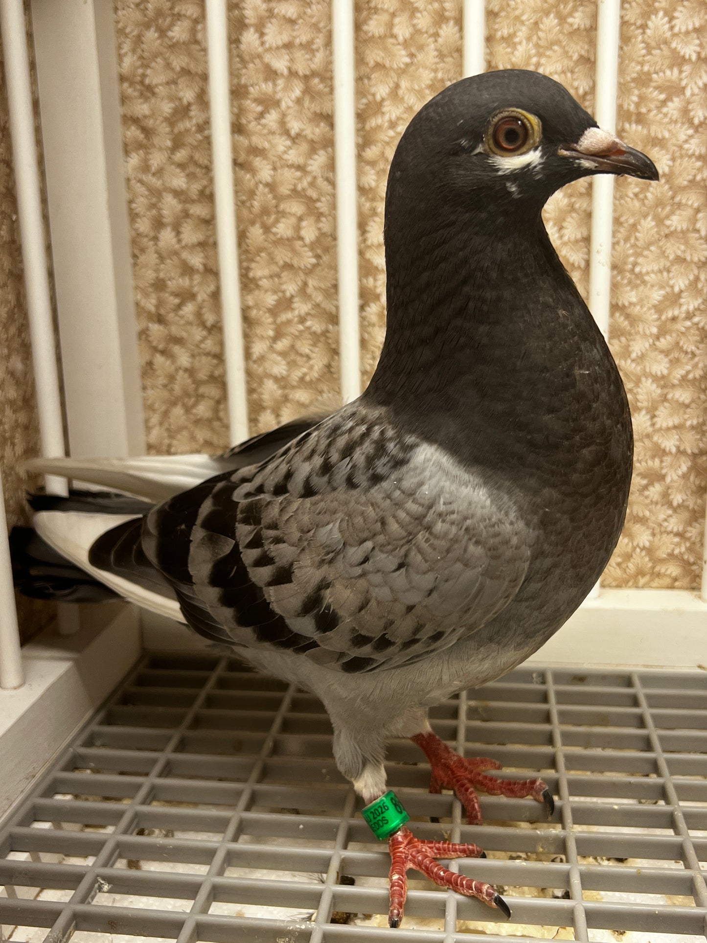 Racing Pigeon (8685)