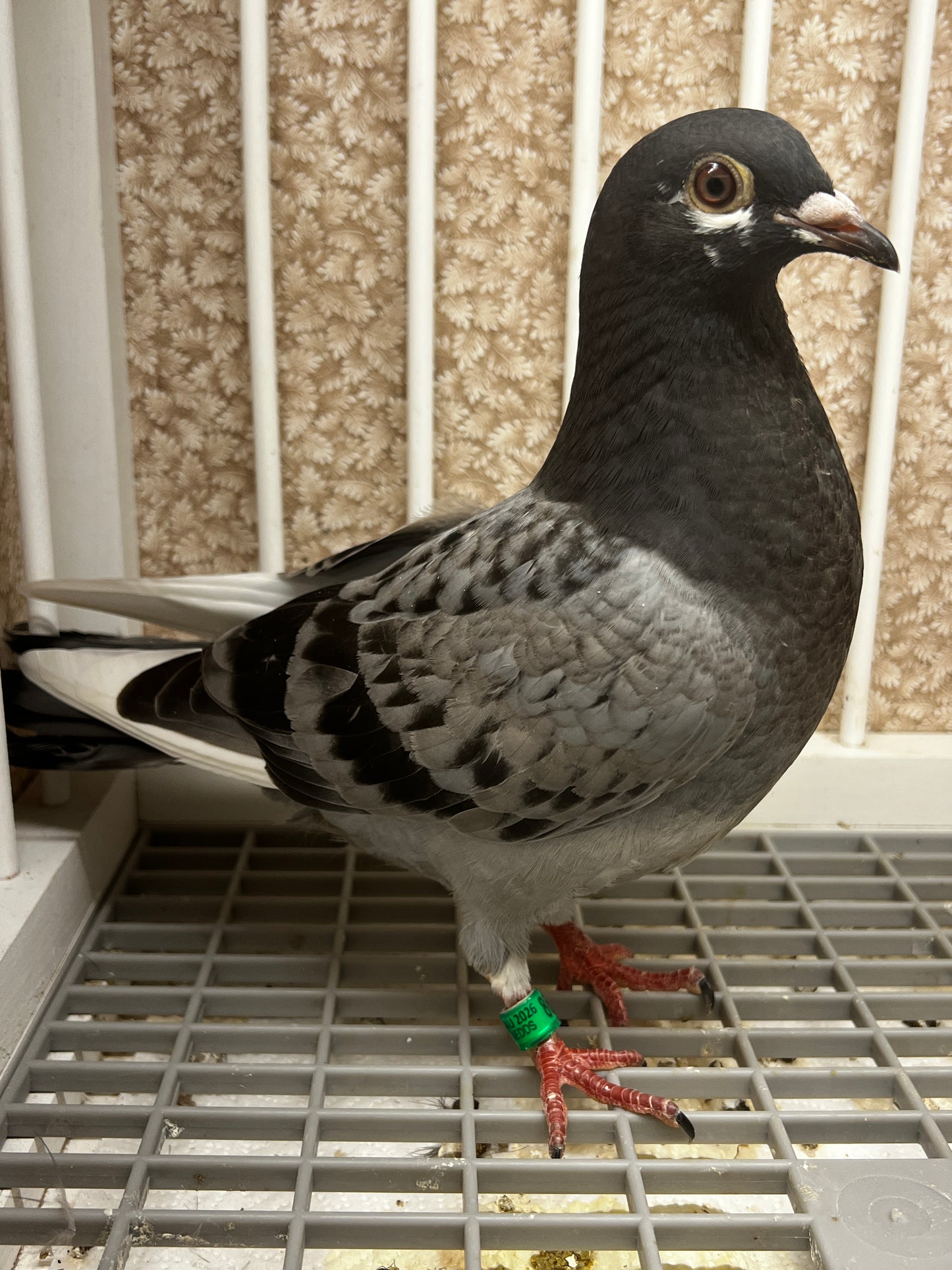 Racing Pigeon (8685)