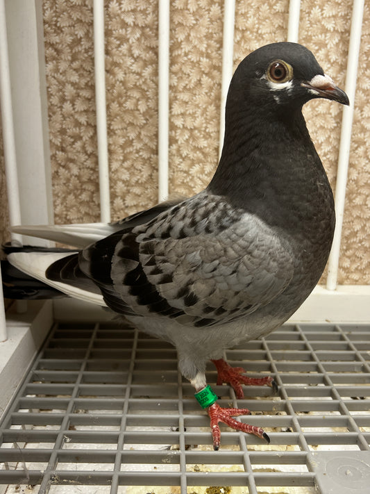Racing Pigeon (8685)