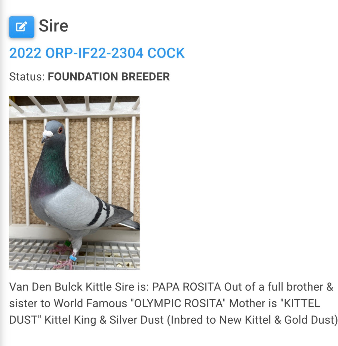Racing Pigeon (8683)