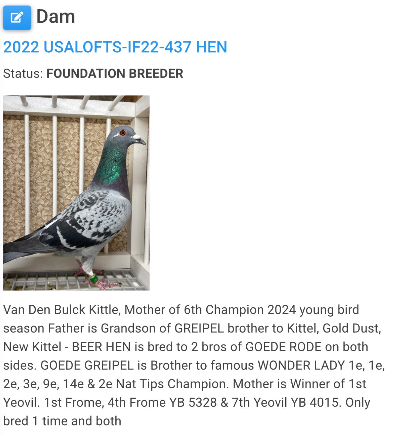 Racing Pigeon (8683)
