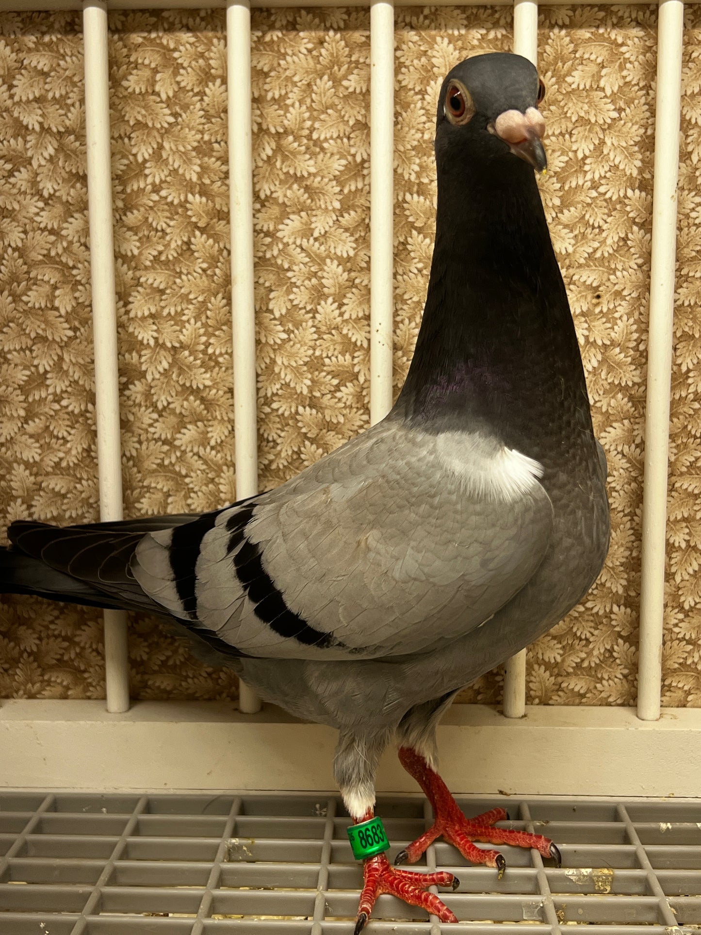 Racing Pigeon (8683)