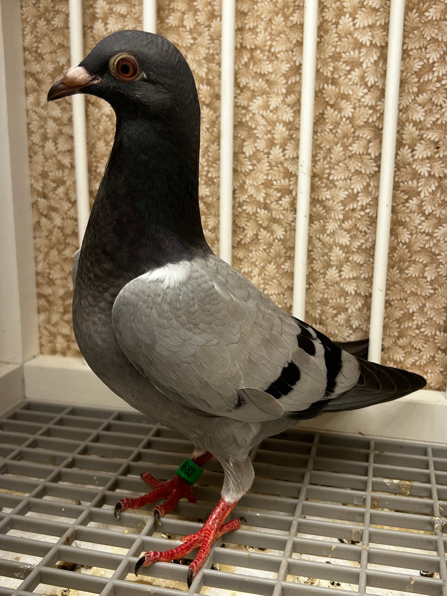 Racing Pigeon (8683)