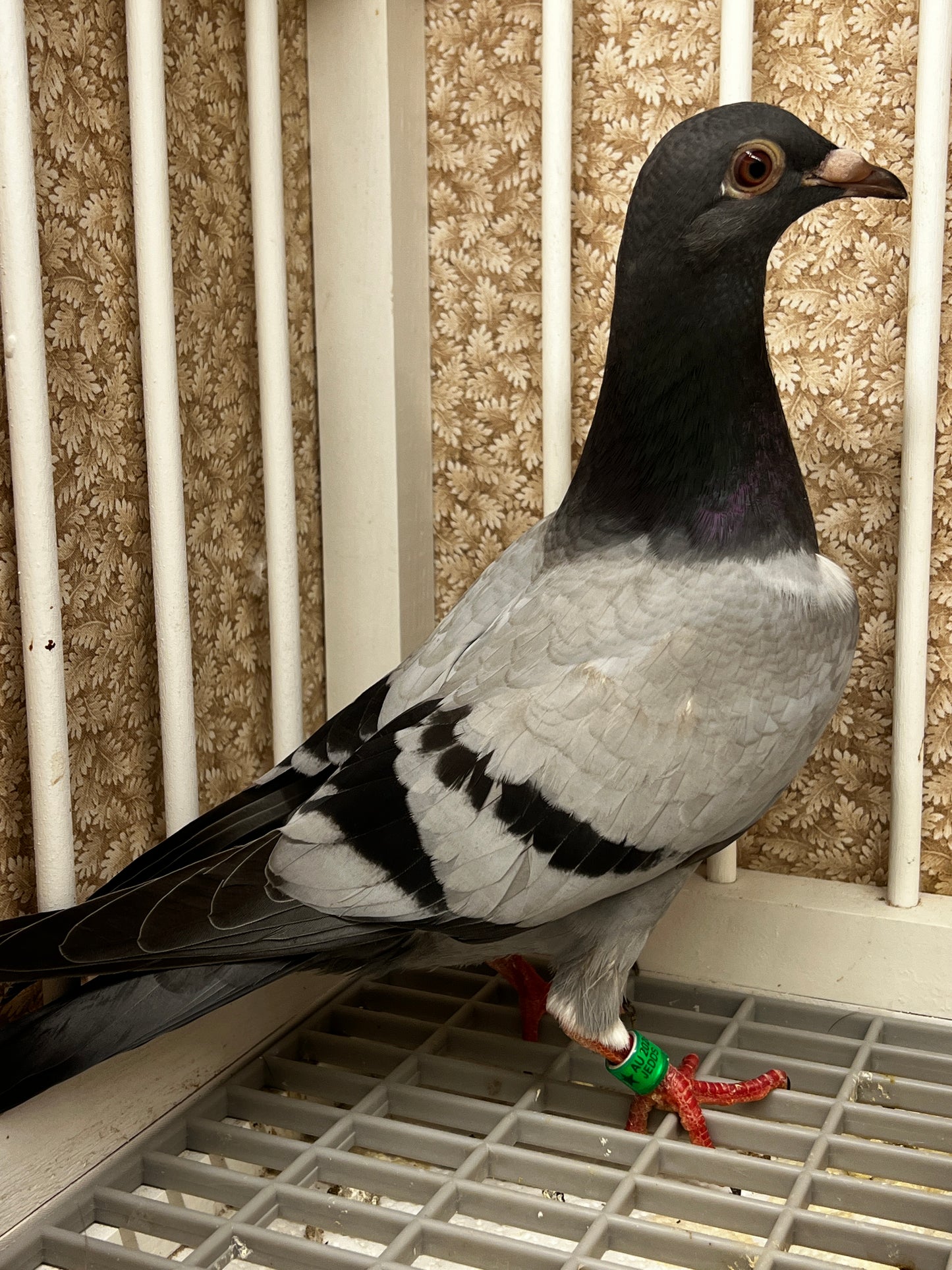 Racing Pigeon (8683)