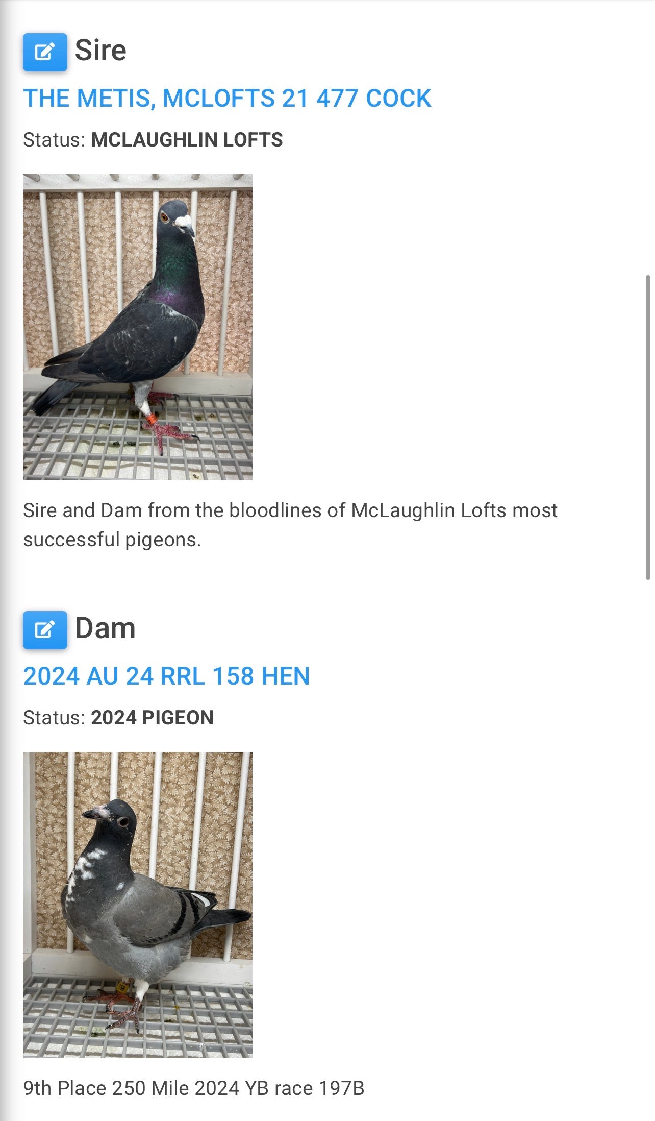 Racing Pigeon (8688)