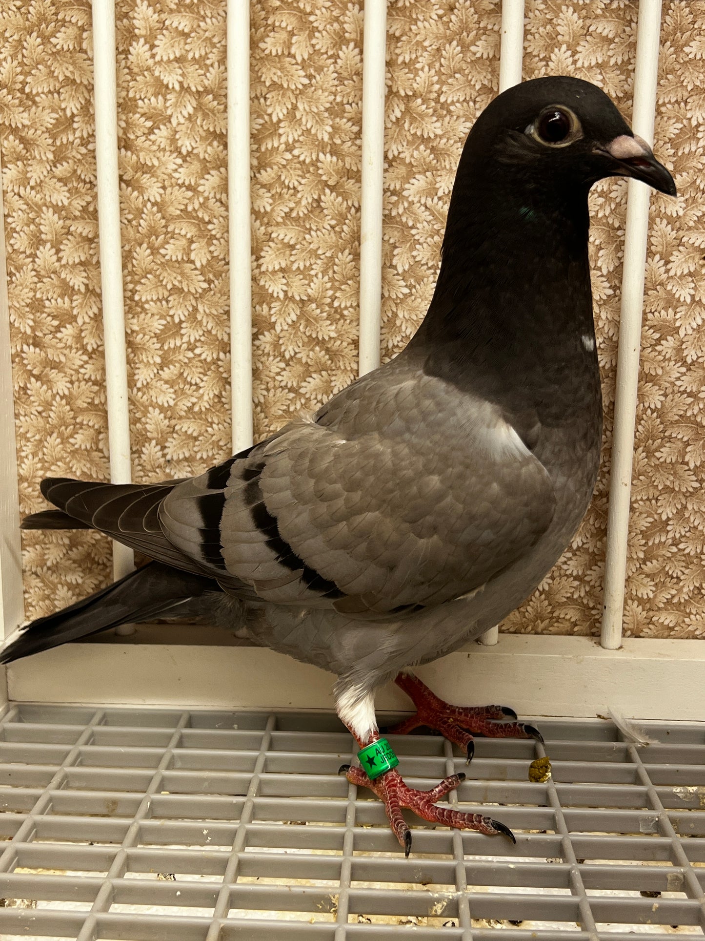 Racing Pigeon (8688)