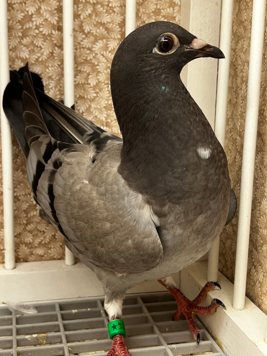 Racing Pigeon (8688)