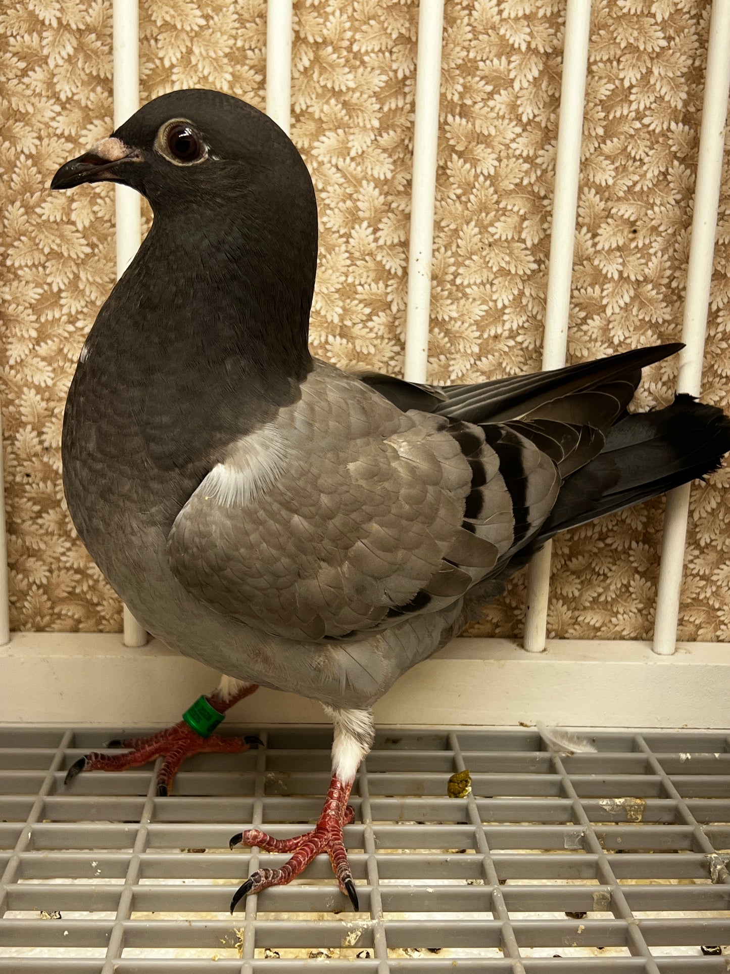 Racing Pigeon (8688)