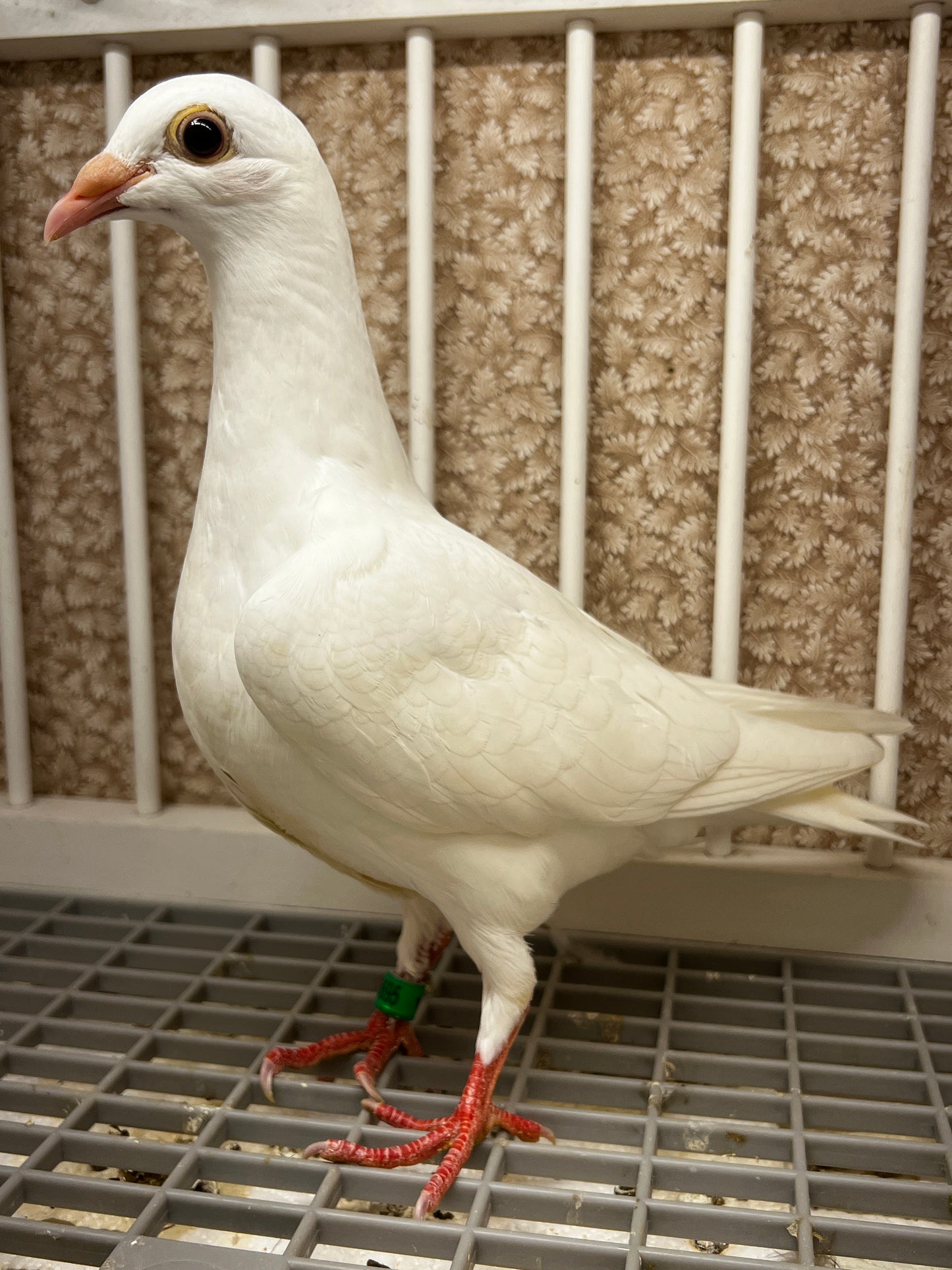 2026 Rocky Ridge White Pigeon (8695)