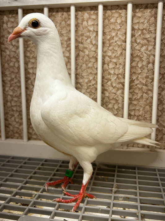2026 Rocky Ridge White Pigeon (8695)