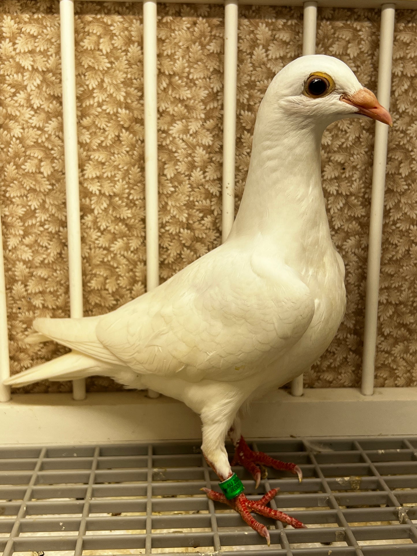 2026 Rocky Ridge White Pigeon (8695)