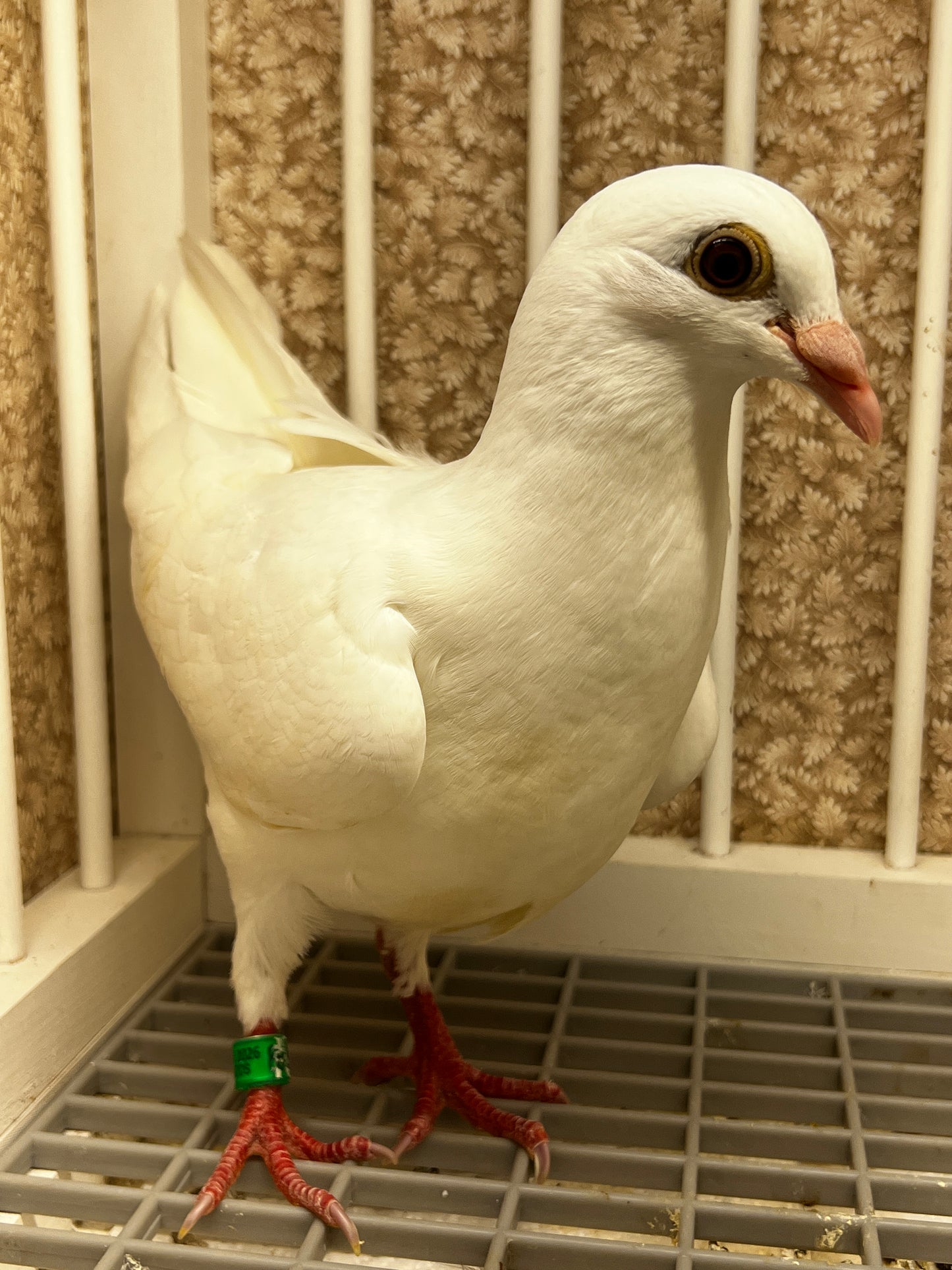 2026 Rocky Ridge White Pigeon (8694)