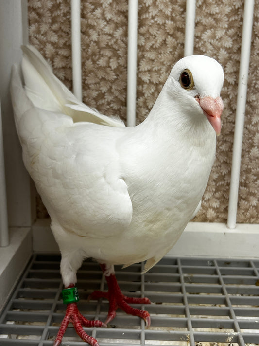 2026 Rocky Ridge White Pigeon (8694)