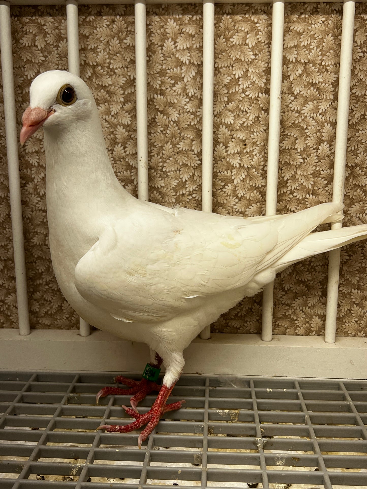 2026 Rocky Ridge White Pigeon (8694)