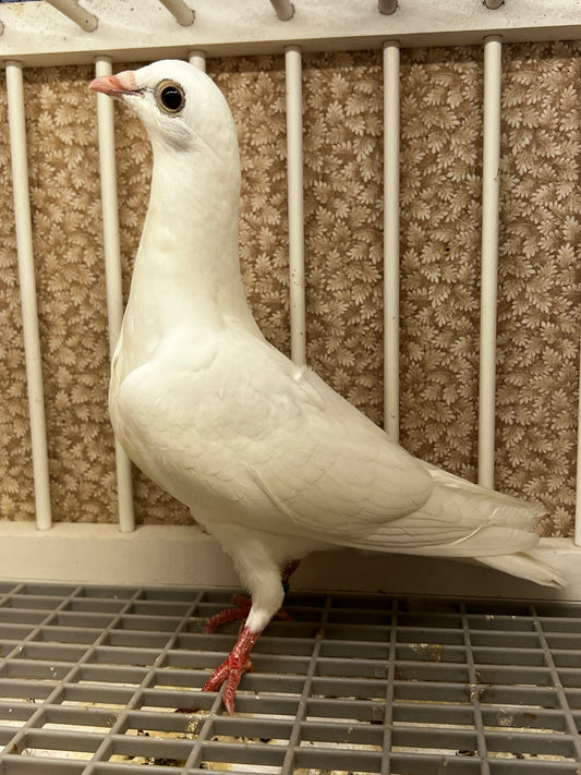 2026 Rocky Ridge White Pigeon (8690)