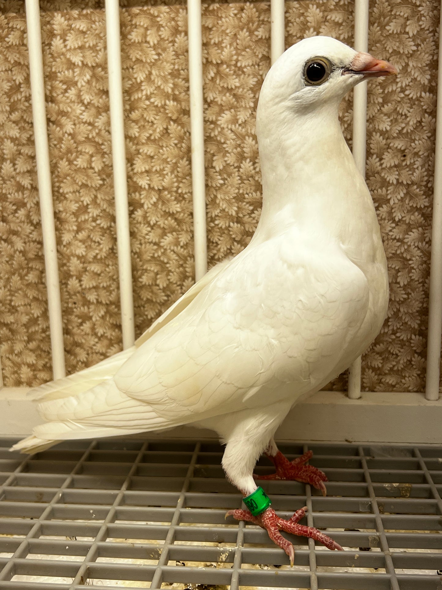 2026 Rocky Ridge White Pigeon (8690)