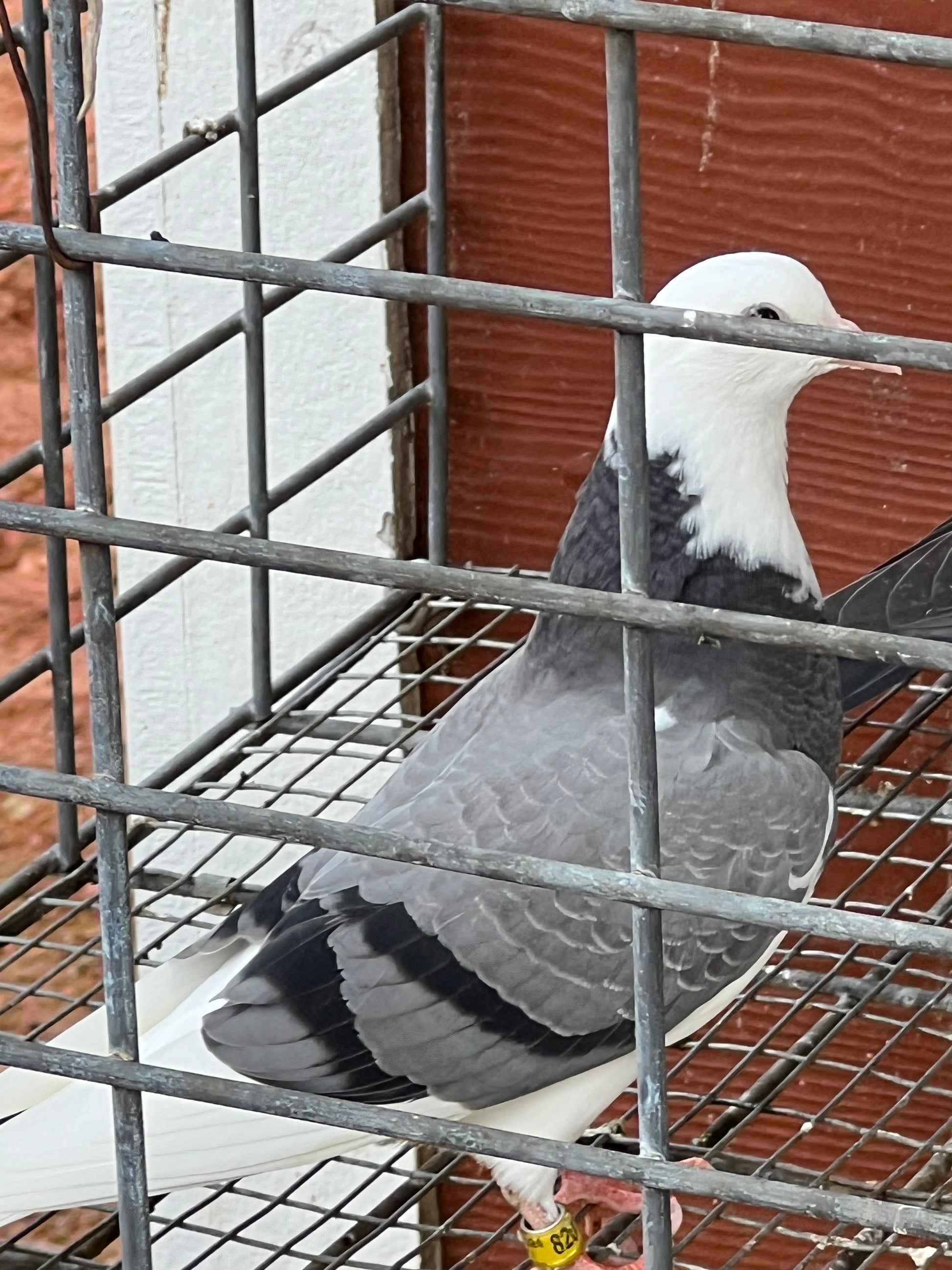 Birmingham Roller Pigeons for sale Rocky Ridge Pigeons