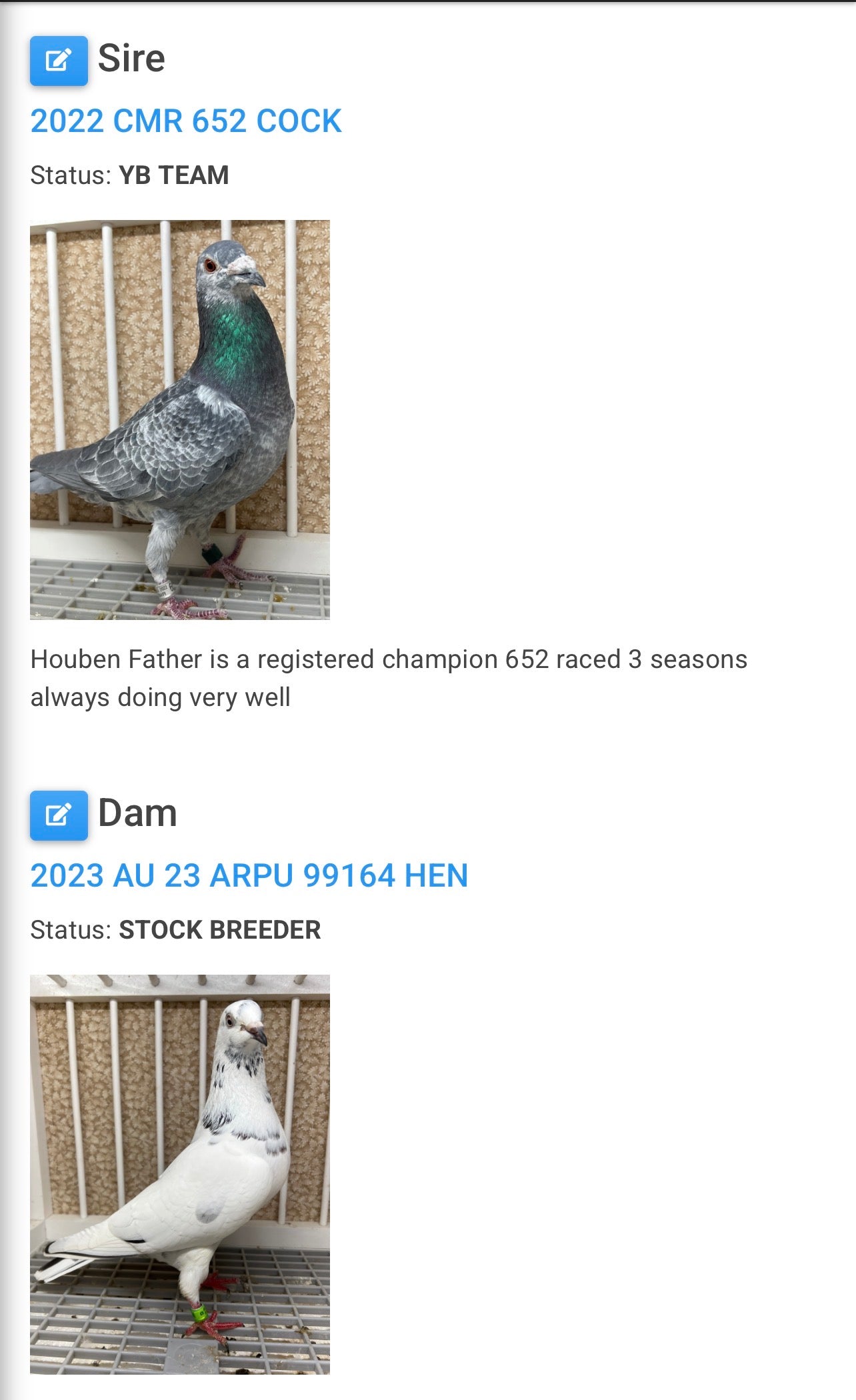 2026 Racing pigeon (100111)