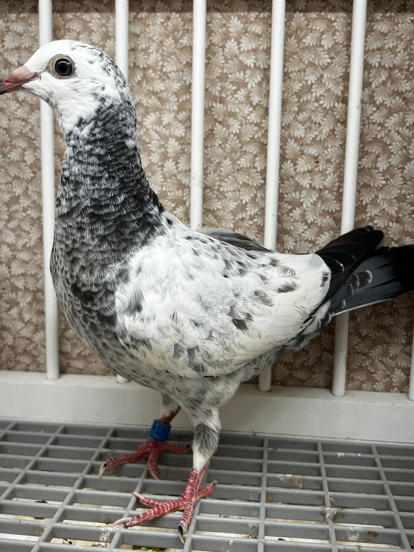 2026 Racing pigeon (100111)