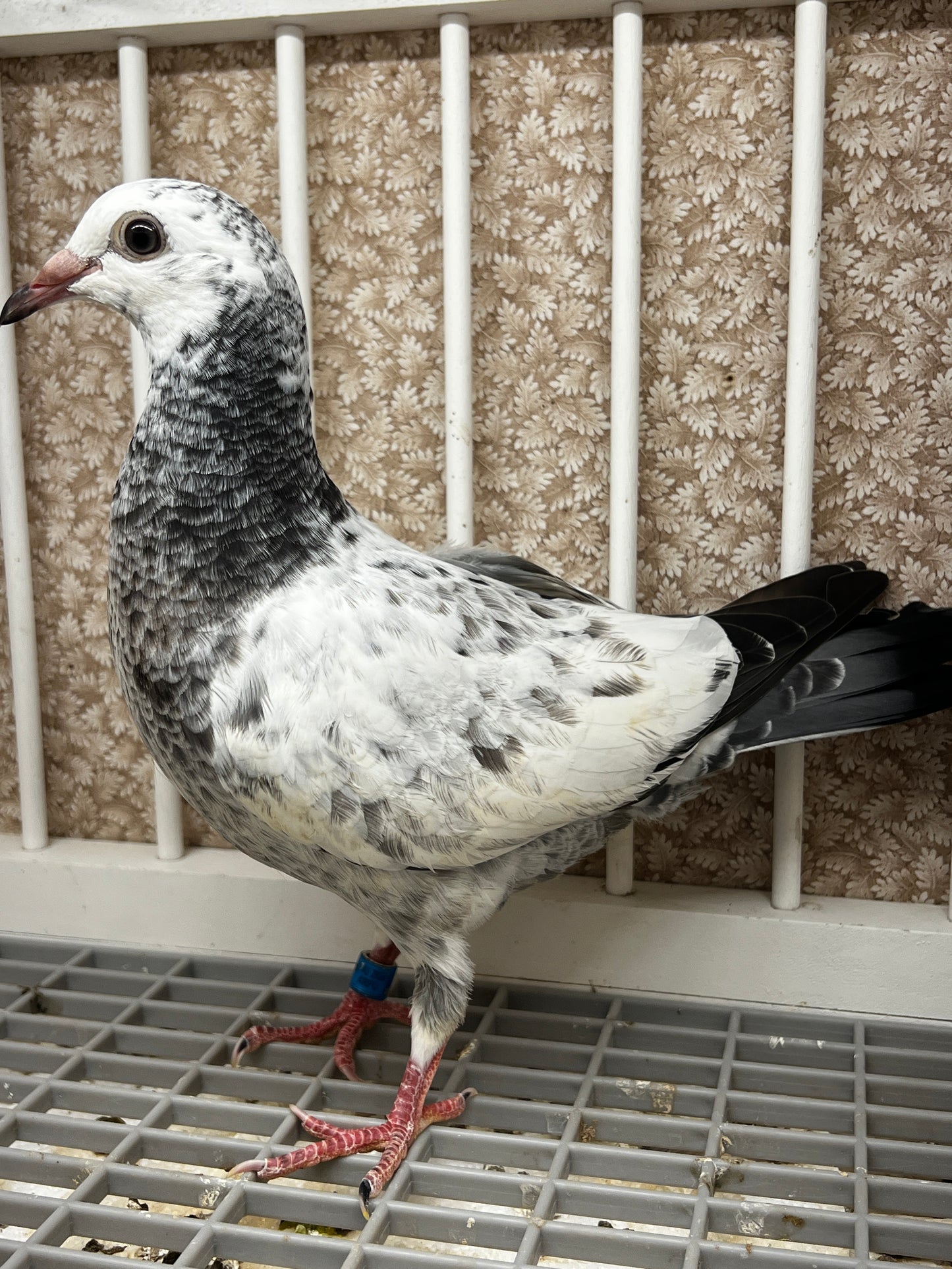 2026 Racing pigeon (100111)