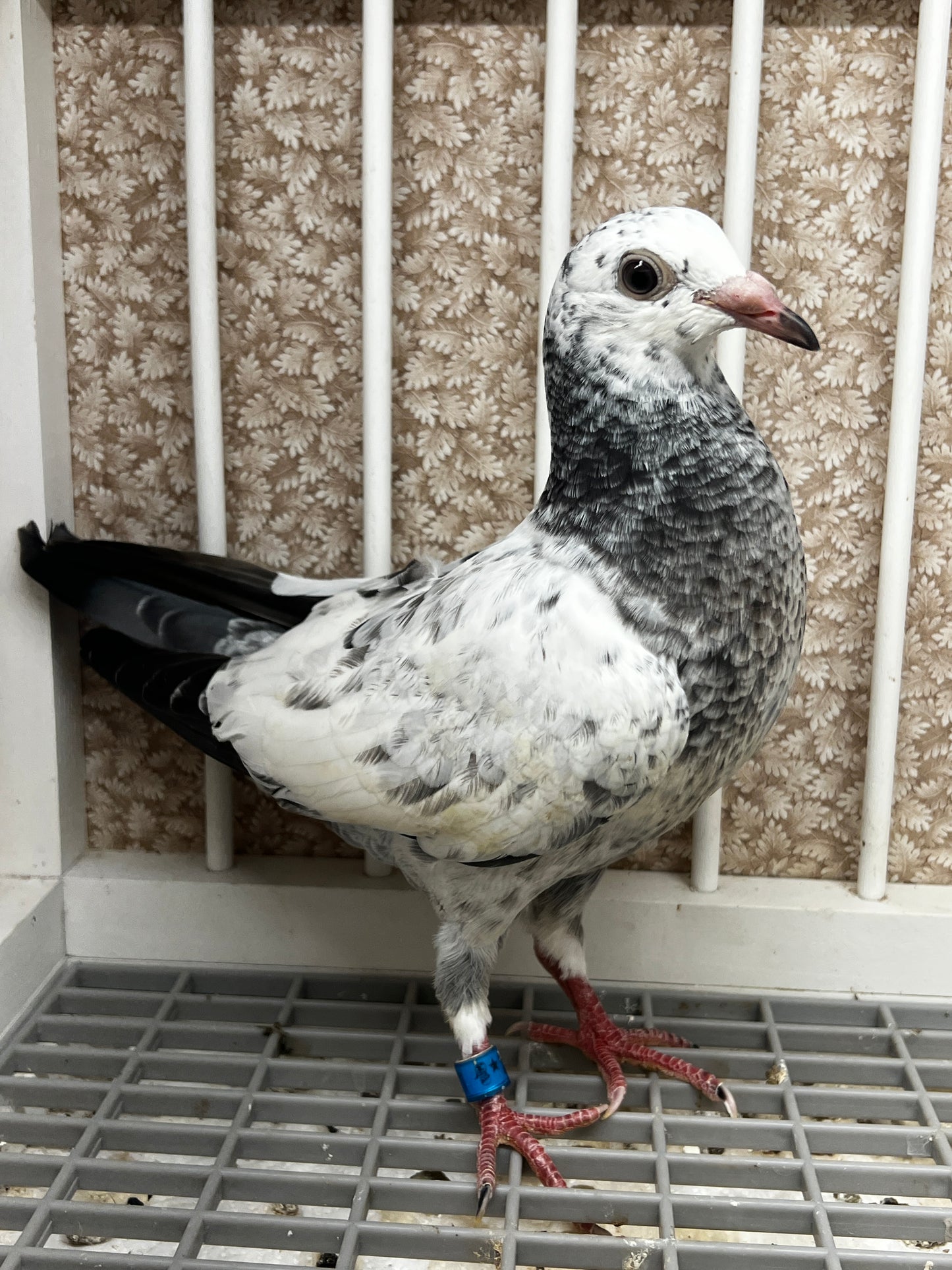 2026 Racing pigeon (100111)