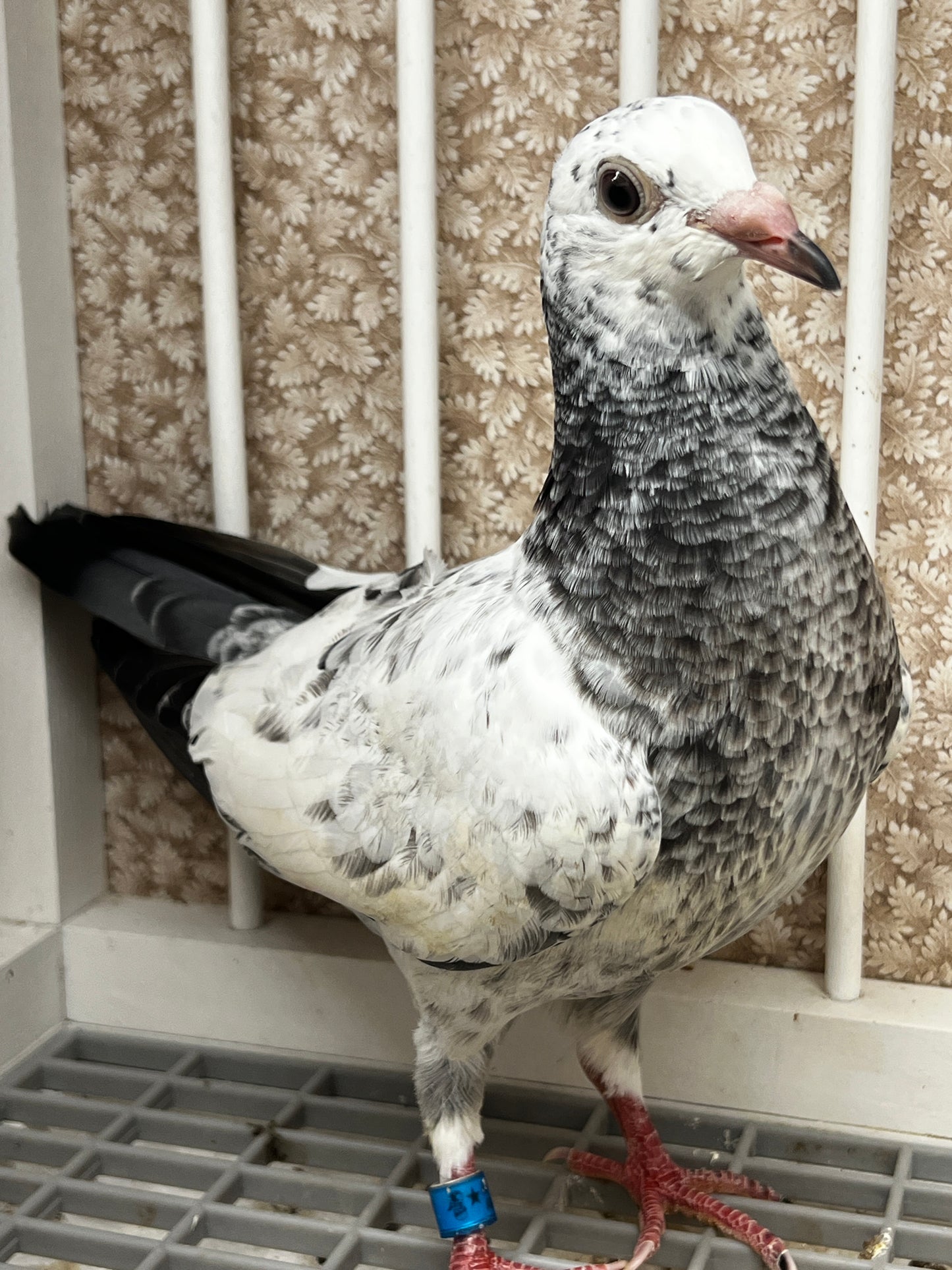 2026 Racing pigeon (100111)