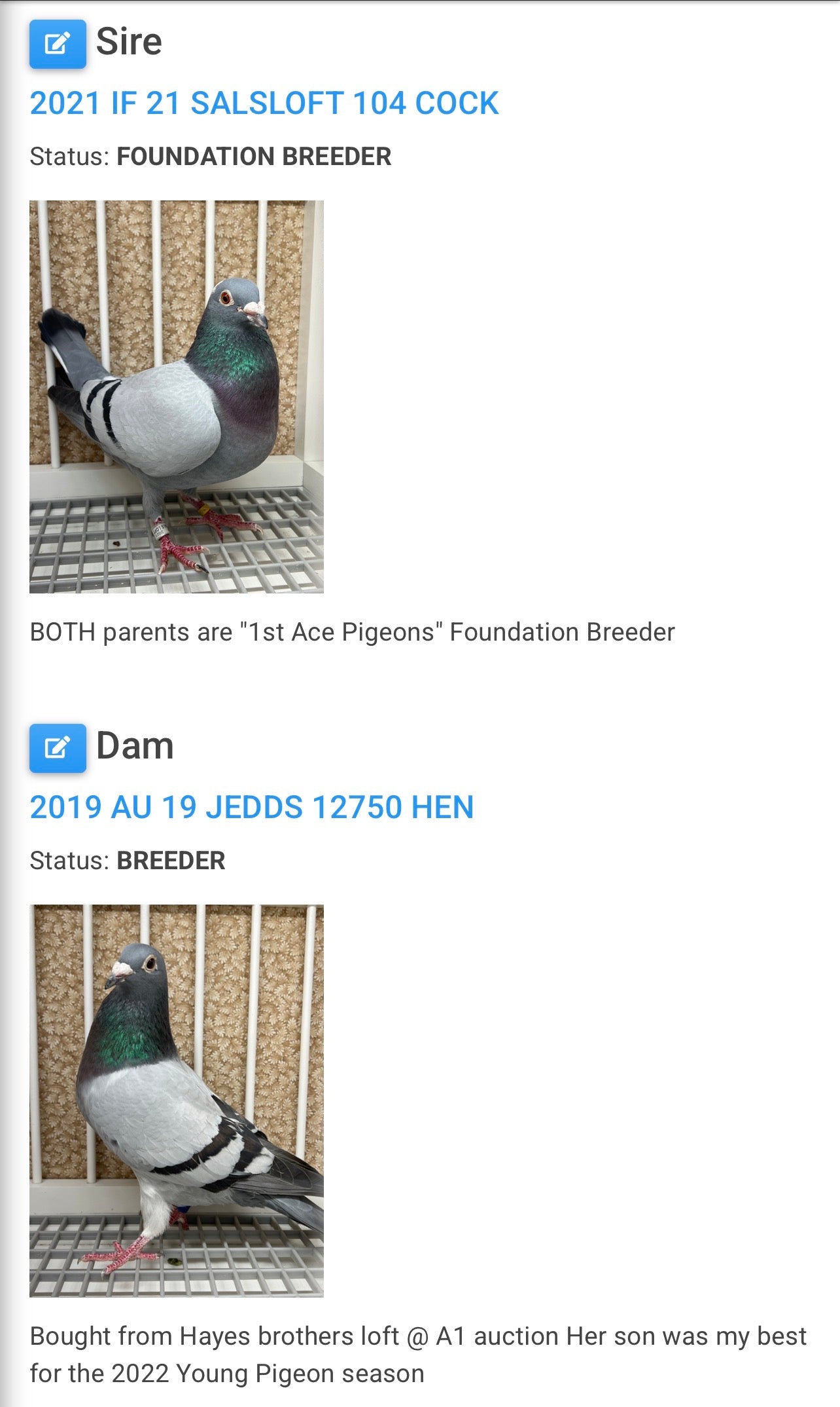 Racing Pigeon (8696)