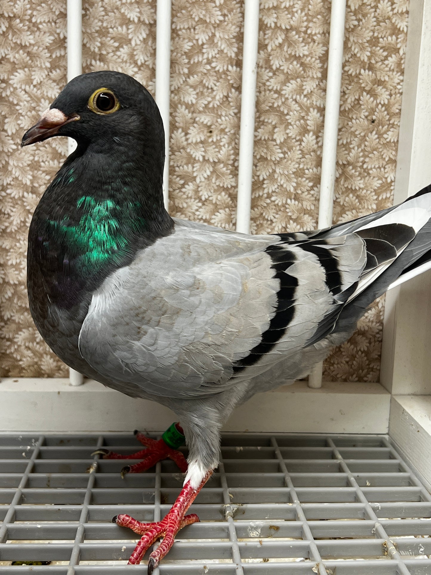Racing Pigeon (8696)