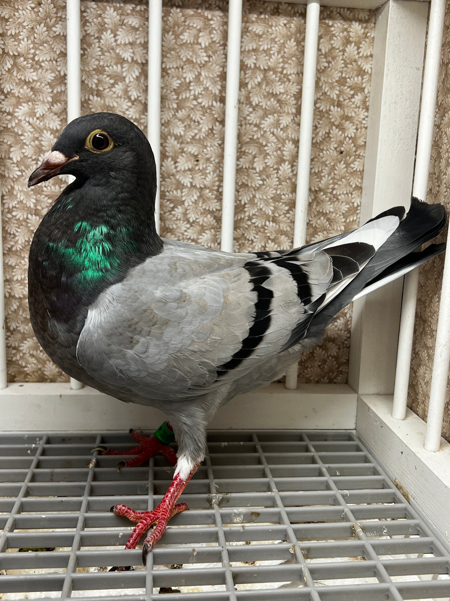 Racing Pigeon (8696)