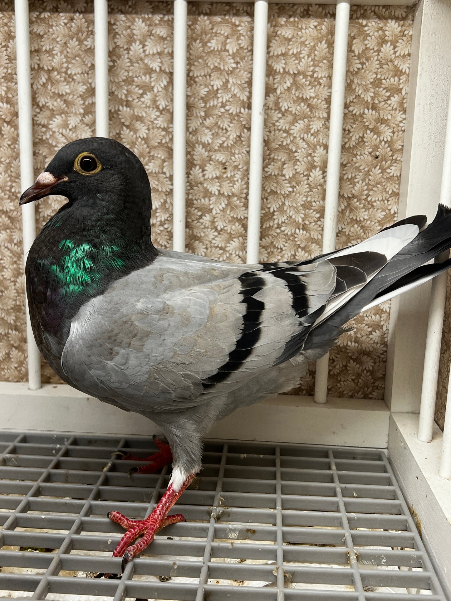 Racing Pigeon (8696)