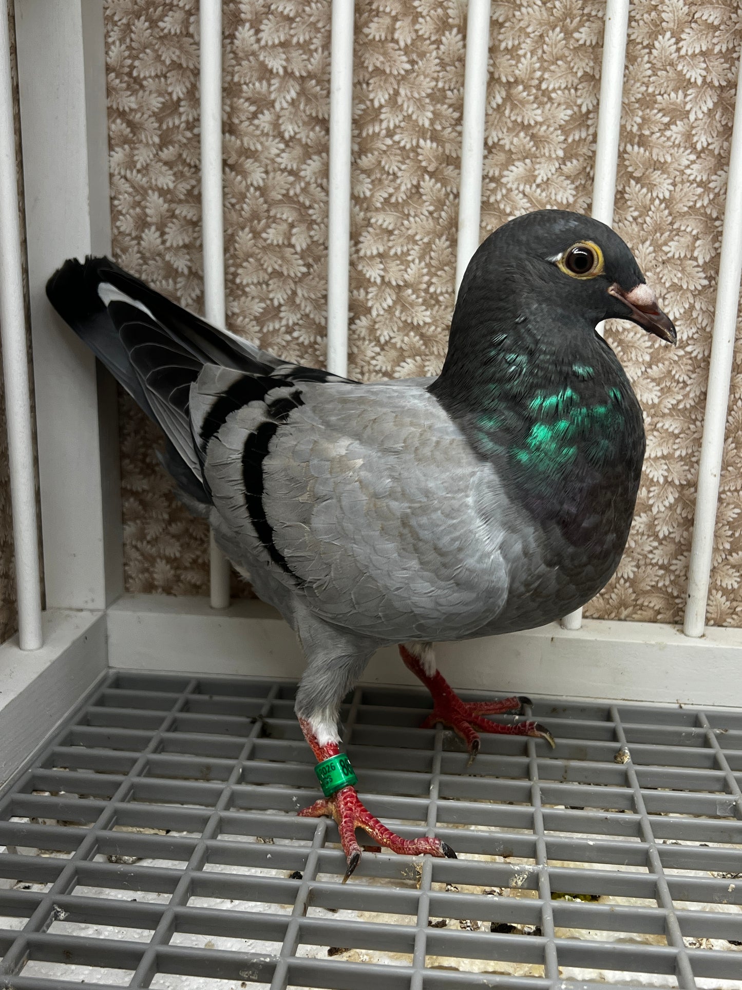 Racing Pigeon (8696)