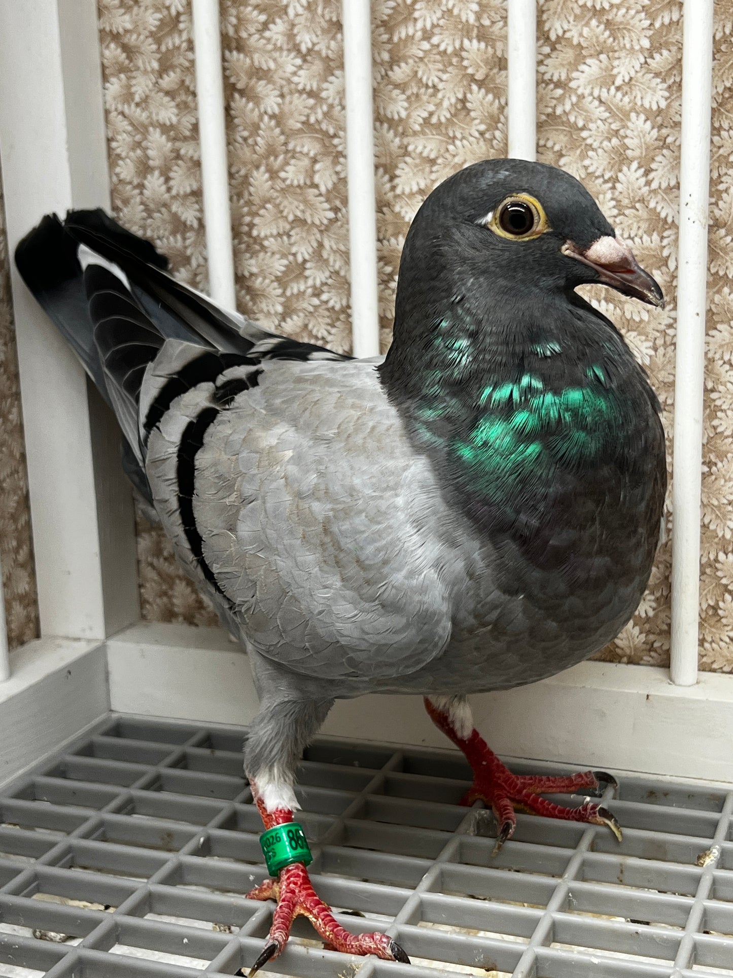 Racing Pigeon (8696)