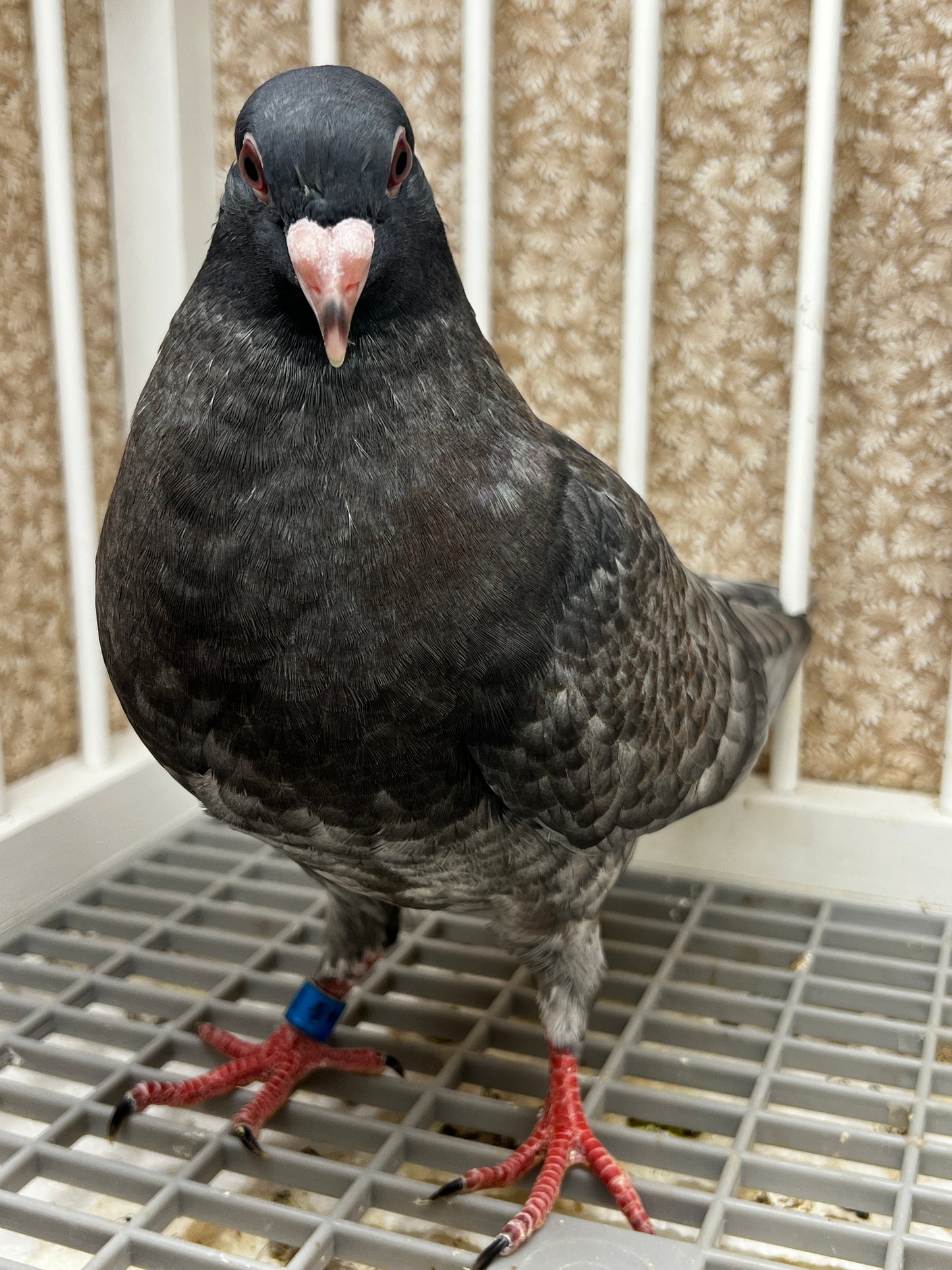 Racing Pigeon (100113)