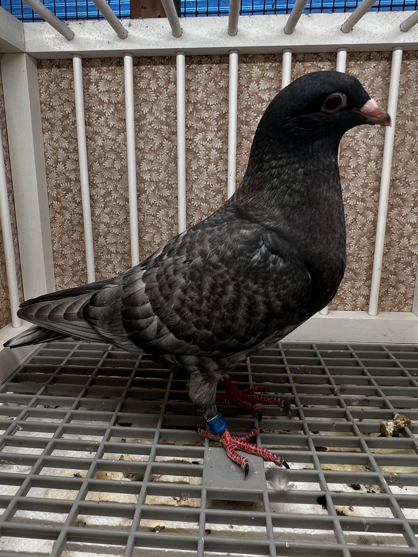 Racing Pigeon (100113)