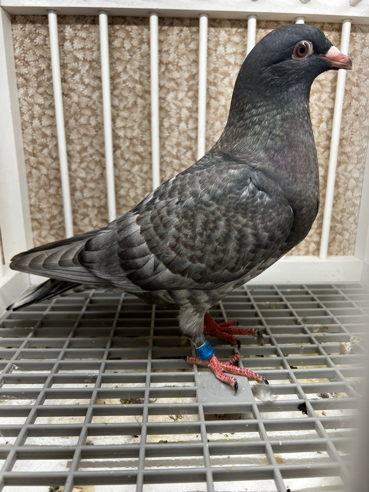 Racing Pigeon (100113)