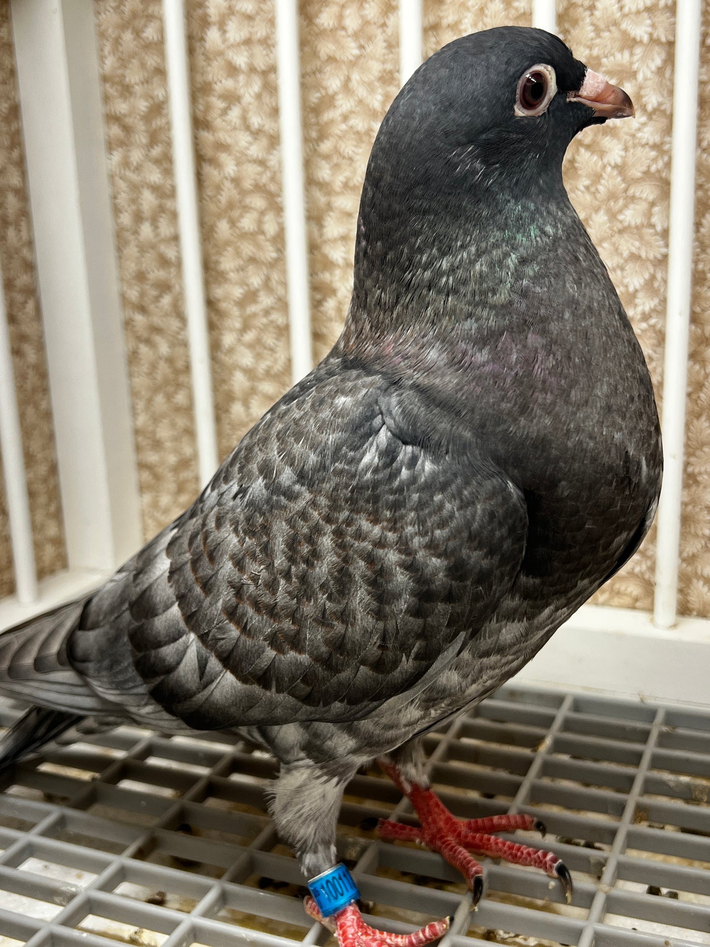 Racing Pigeon (100113)