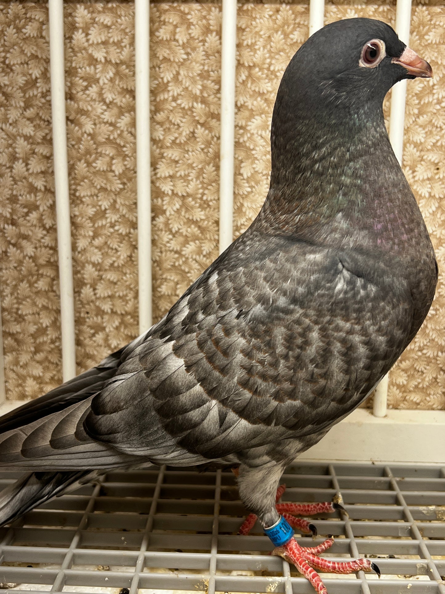 Racing Pigeon (100113)